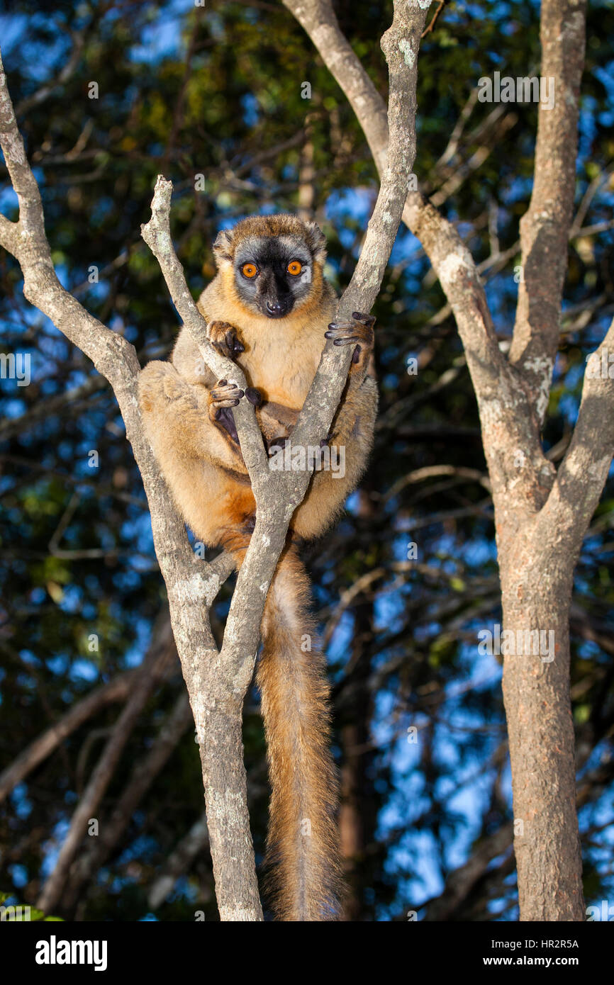 Lemure rosso, Rufous lemure marrone, il Eulemur Rufus, lemuri Isola, Vakona Forest, Madagascar, da Monika Hrdinova/Dembinsky Foto Assoc Foto Stock
