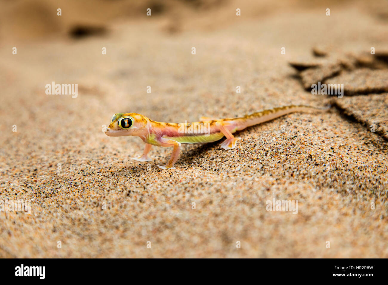 Namib Sand Gecko, Web-footed Gecko, blocchi rangei Pachydactylus, Walvis Bay, Namib Desert, Namibia, da Monika Hrdinova/Dembinsky Foto Assoc Foto Stock