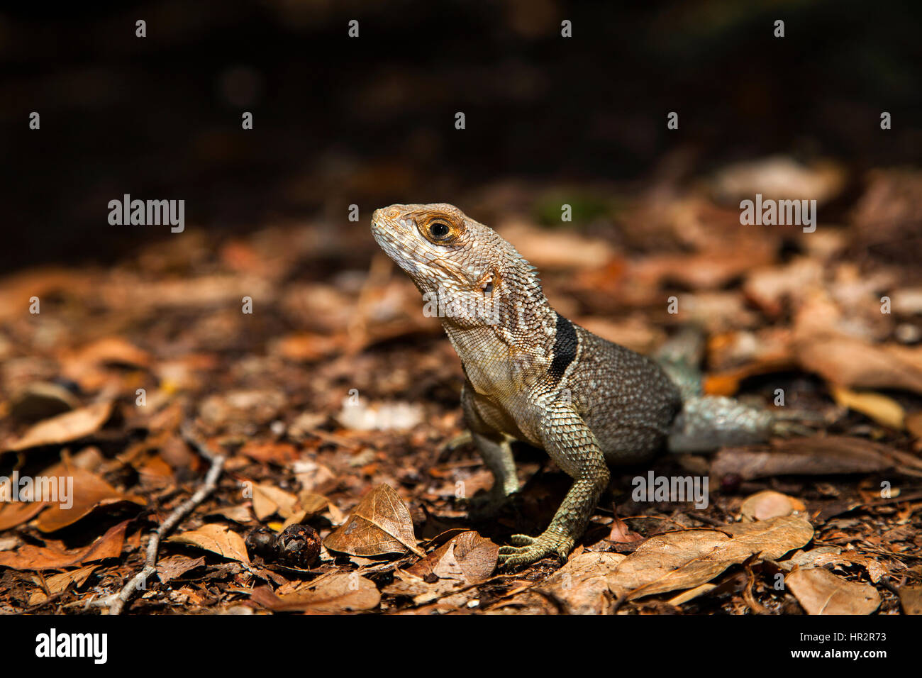 Cuvier il Madagascar Swift, Oplurus cuvieri, riserva Palmarium, Est del Madagascar, da Monika Hrdinova/Dembinsky Foto Assoc Foto Stock