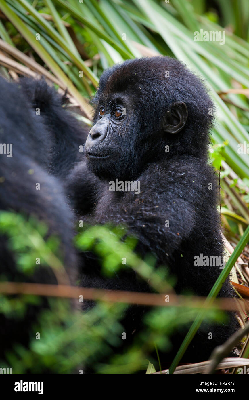 E pianura gorilla Gorilla beringei graueri, Kahuzi-Biéga NP, S. provincia di Kivu, nella Repubblica democratica del Congo, da Monika Hrdinova/Dembinsky Foto Assoc Foto Stock