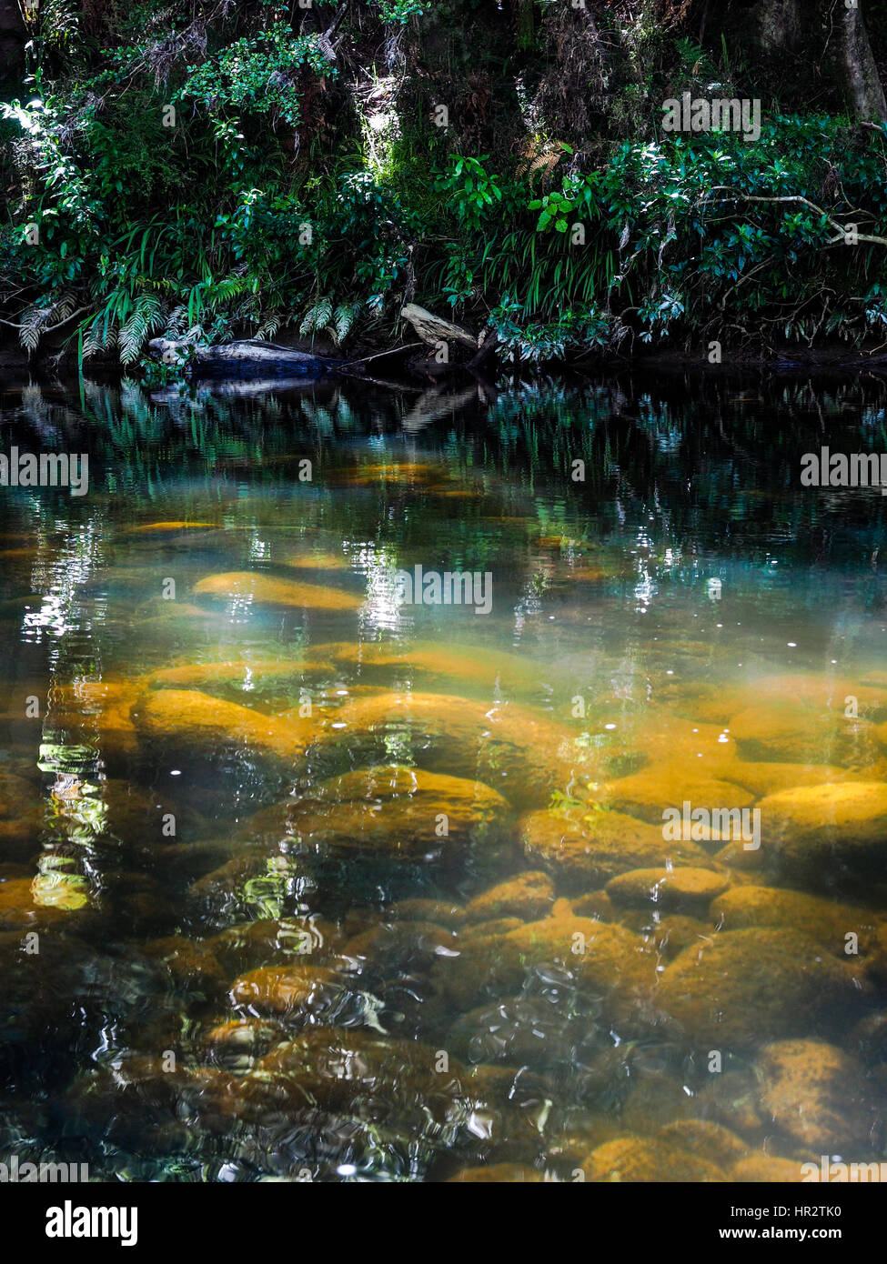 Flusso Ruatiti, round pietre di fiume, foresta nativa crescente, acqua chiara e del sole e caldo giorno d'estate. I massi erratici sono rivestite con alghe scivolose. Foto Stock