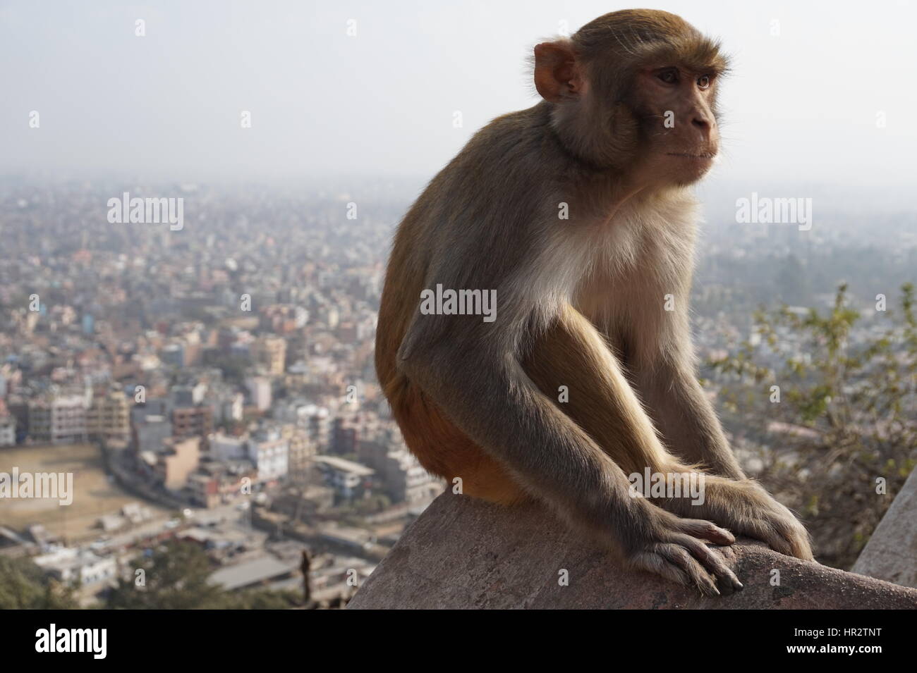 Monkey Temple (Swayambhunath), Kathmandu, Nepal Foto Stock