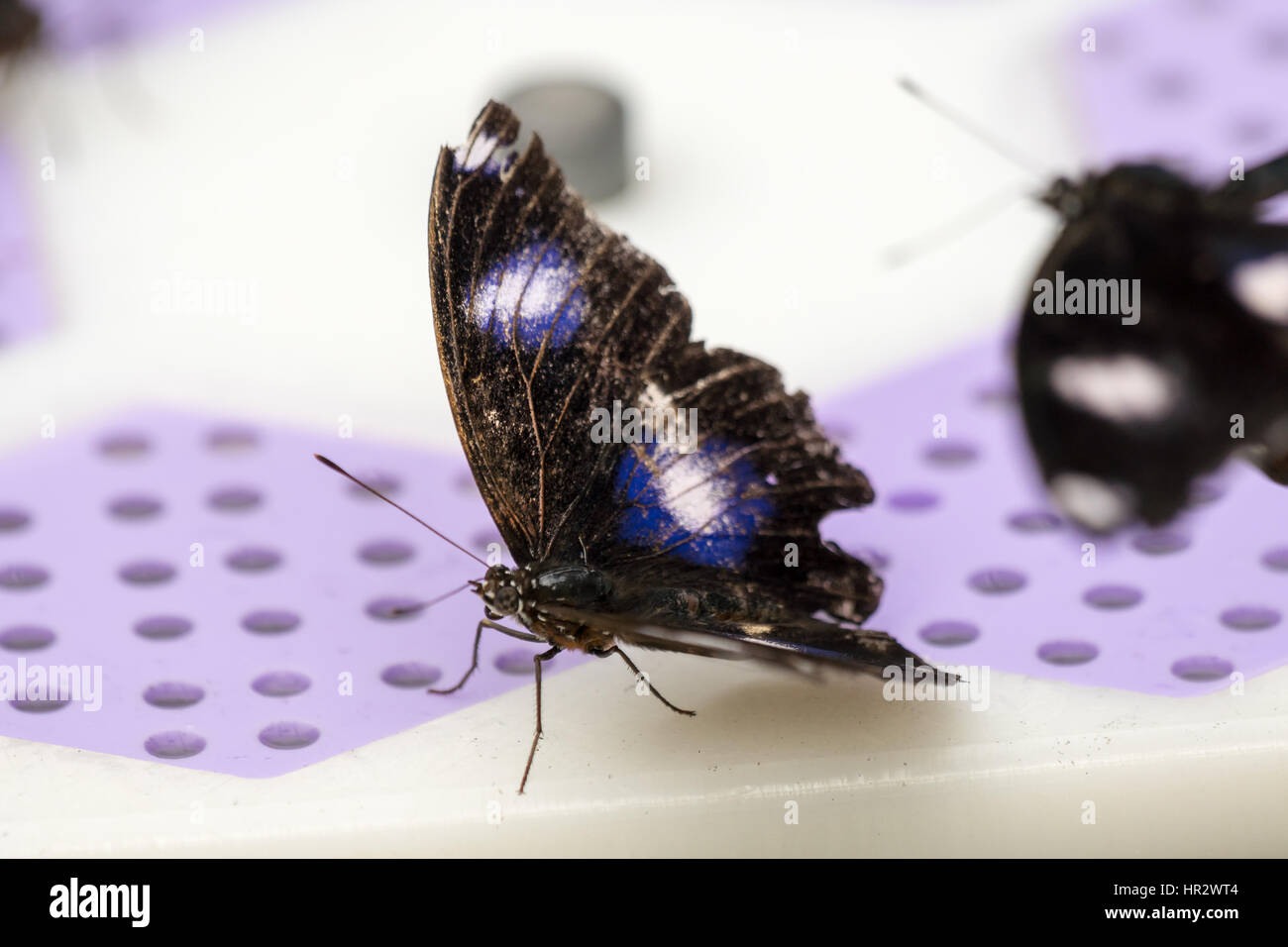 In prossimità dei due butterfly di alimentazione, con il fuoco selettivo sulla più vicina butterfly. Foto Stock