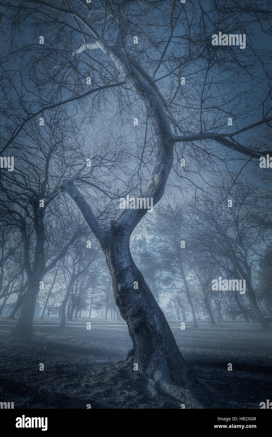 Vecchi alberi in una foresta con la nebbia Foto Stock