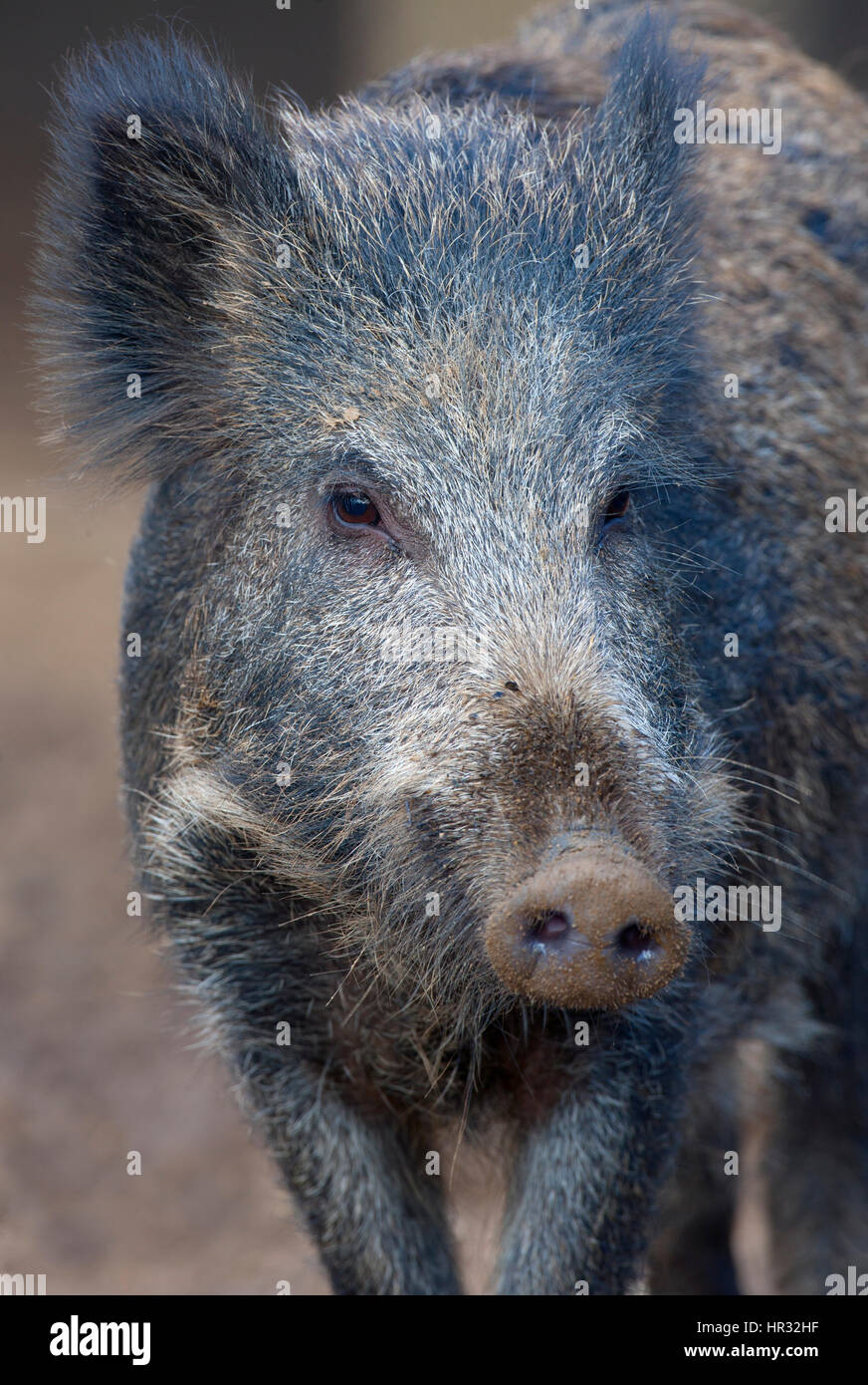 Il Cinghiale Sus scrofa in Impostazione della foresta Foto Stock