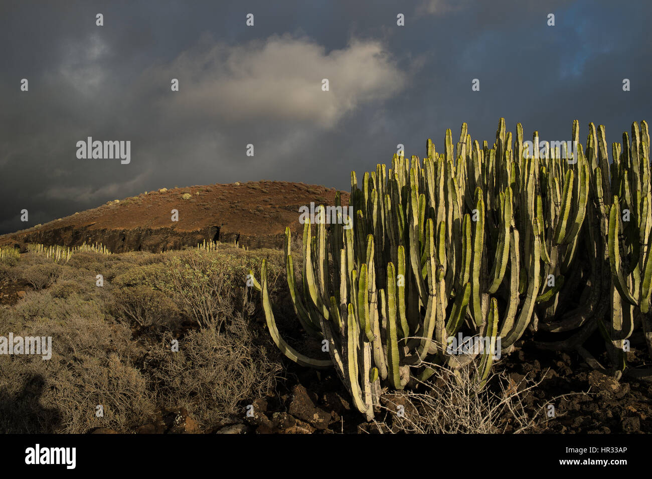 Canarie di euforbia, Euphorbia canariensis, Euphorbiaceae, il sud di Tenerife, Isole Canarie, Spagna, Europa Foto Stock
