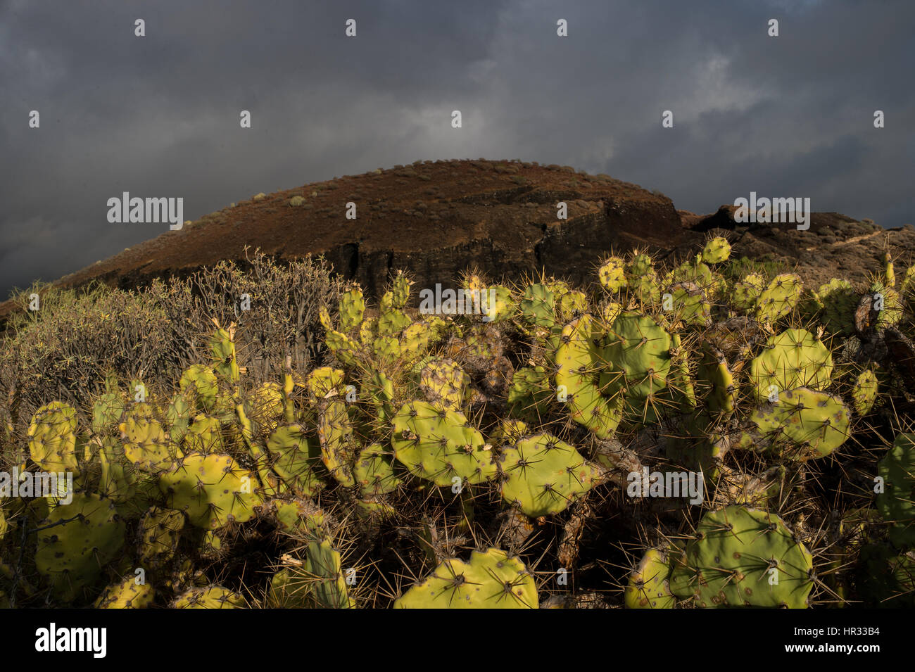 Ficodindia, Opuntia dilenii, Cactaceae, il sud di Tenerife, Isole Canarie, Spagna, Europa Foto Stock