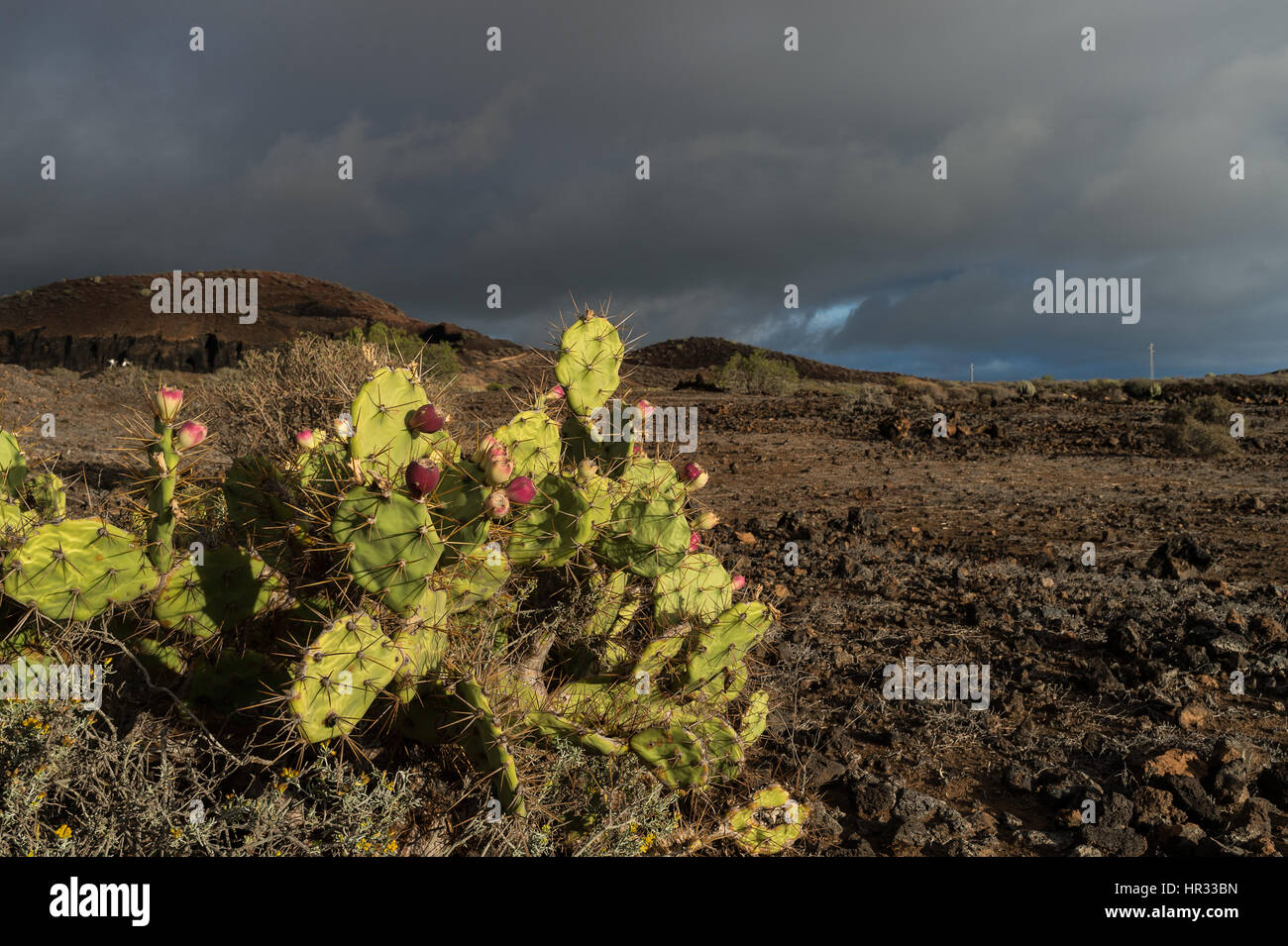 Ficodindia, Opuntia dilenii, Cactaceae, il sud di Tenerife, Isole Canarie, Spagna, Europa Foto Stock
