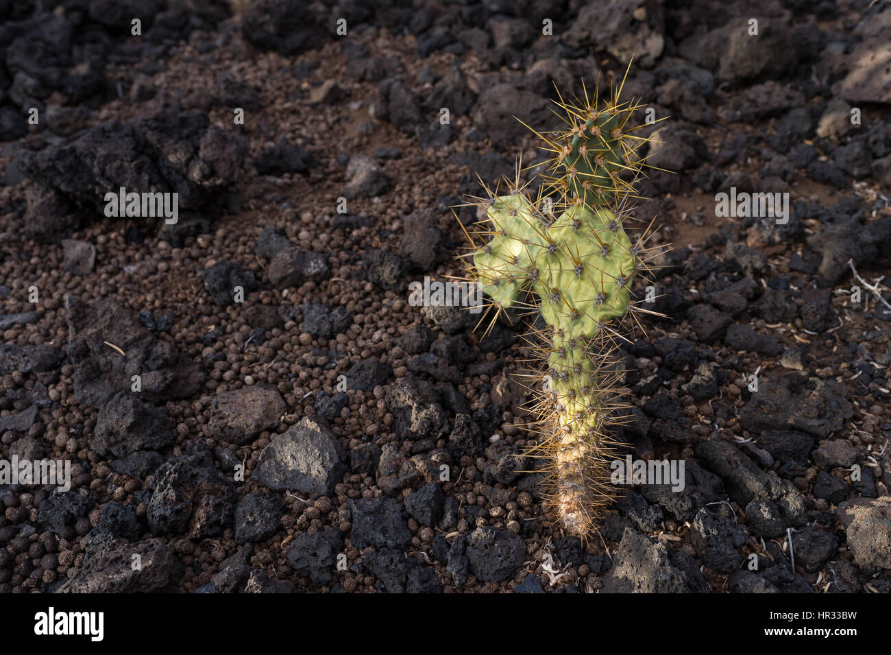 Ficodindia, Opuntia dilenii, Cactaceae, il sud di Tenerife, Isole Canarie, Spagna, Europa Foto Stock