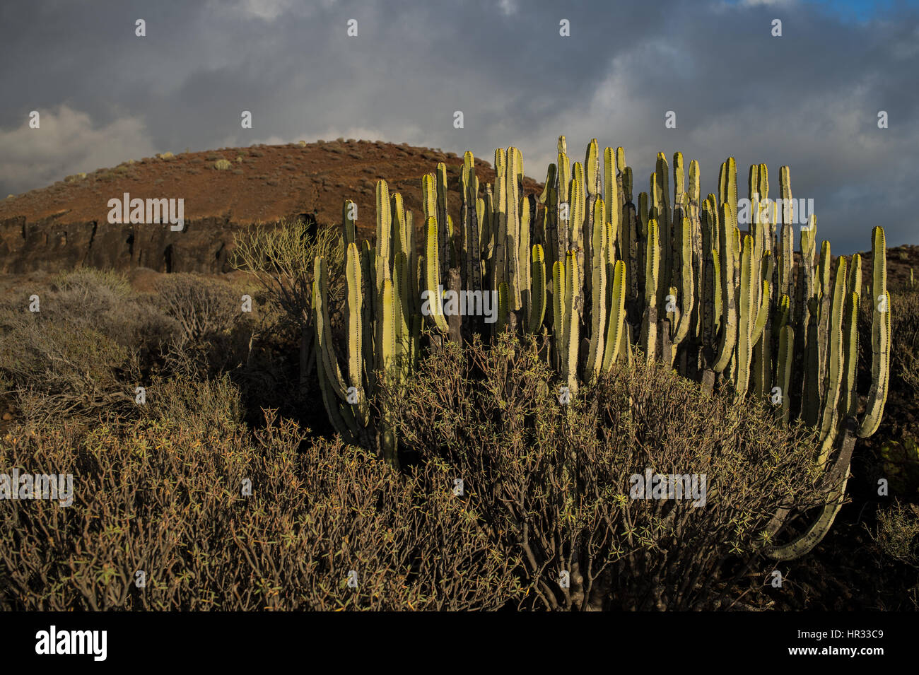 Canarie di euforbia, Euphorbia canariensis, Euphorbiaceae, il sud di Tenerife, Isole Canarie, Spagna, Europa Foto Stock