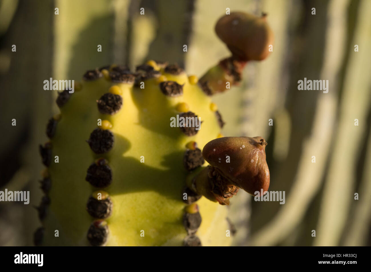 Canarie di euforbia, Euphorbia canariensis, Euphorbiaceae, il sud di Tenerife, Isole Canarie, Spagna, Europa Foto Stock