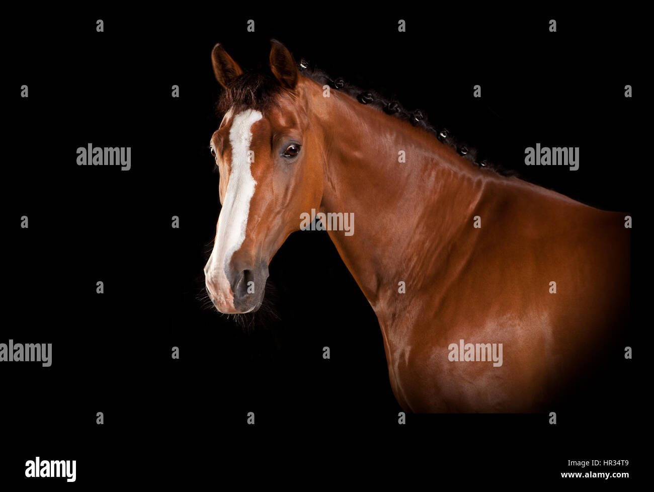 Un cavallo marrone con bianco blaze in studio su sfondo nero Foto Stock