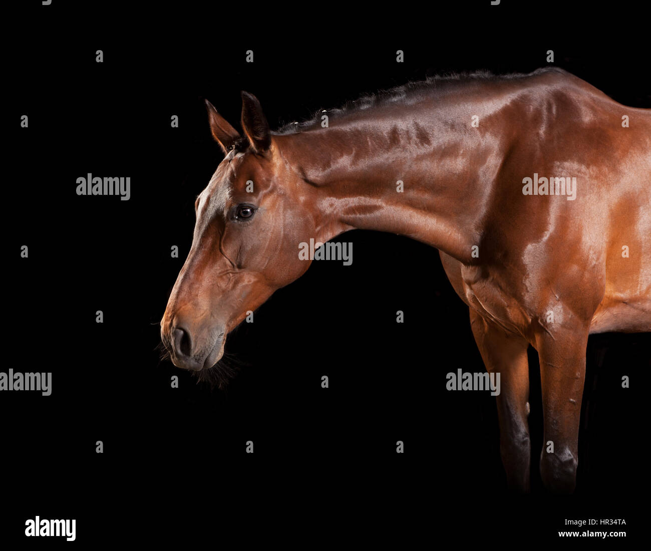 Un marrone lucido cavallo in studio su sfondo nero Foto Stock