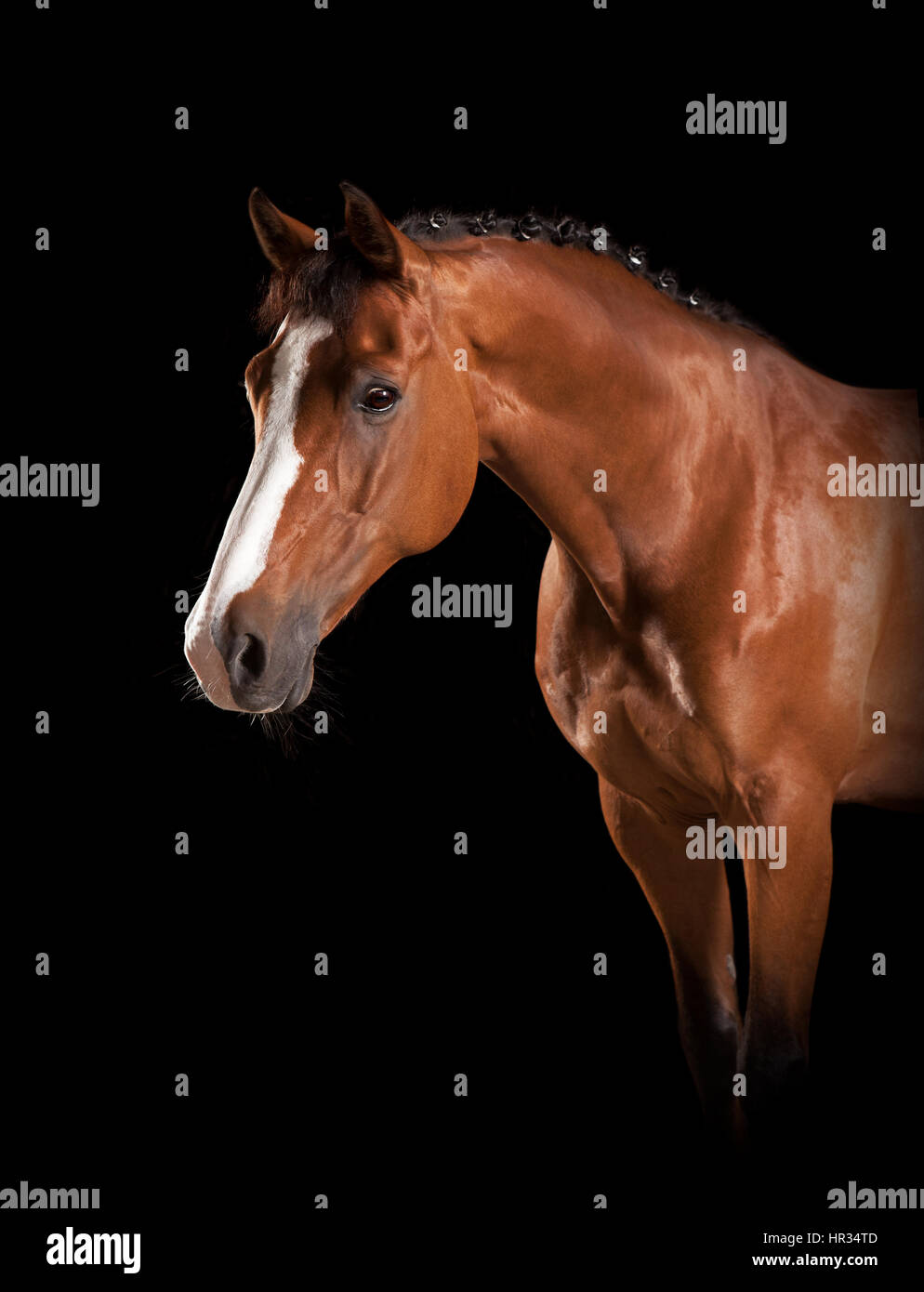 Un cavallo marrone con bianco blaze in studio su sfondo nero Foto Stock