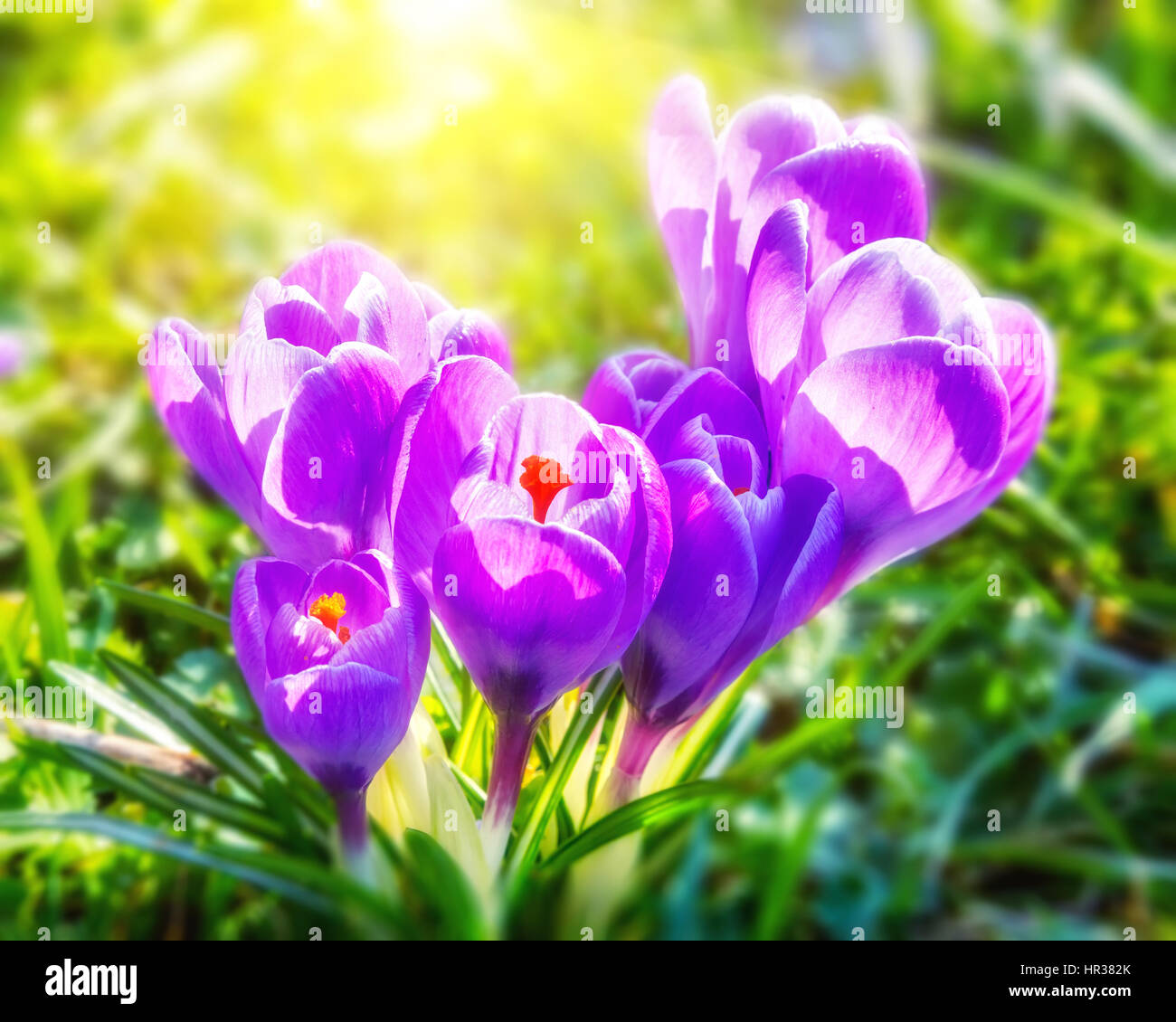 Crocus selvatici fiori Foto Stock