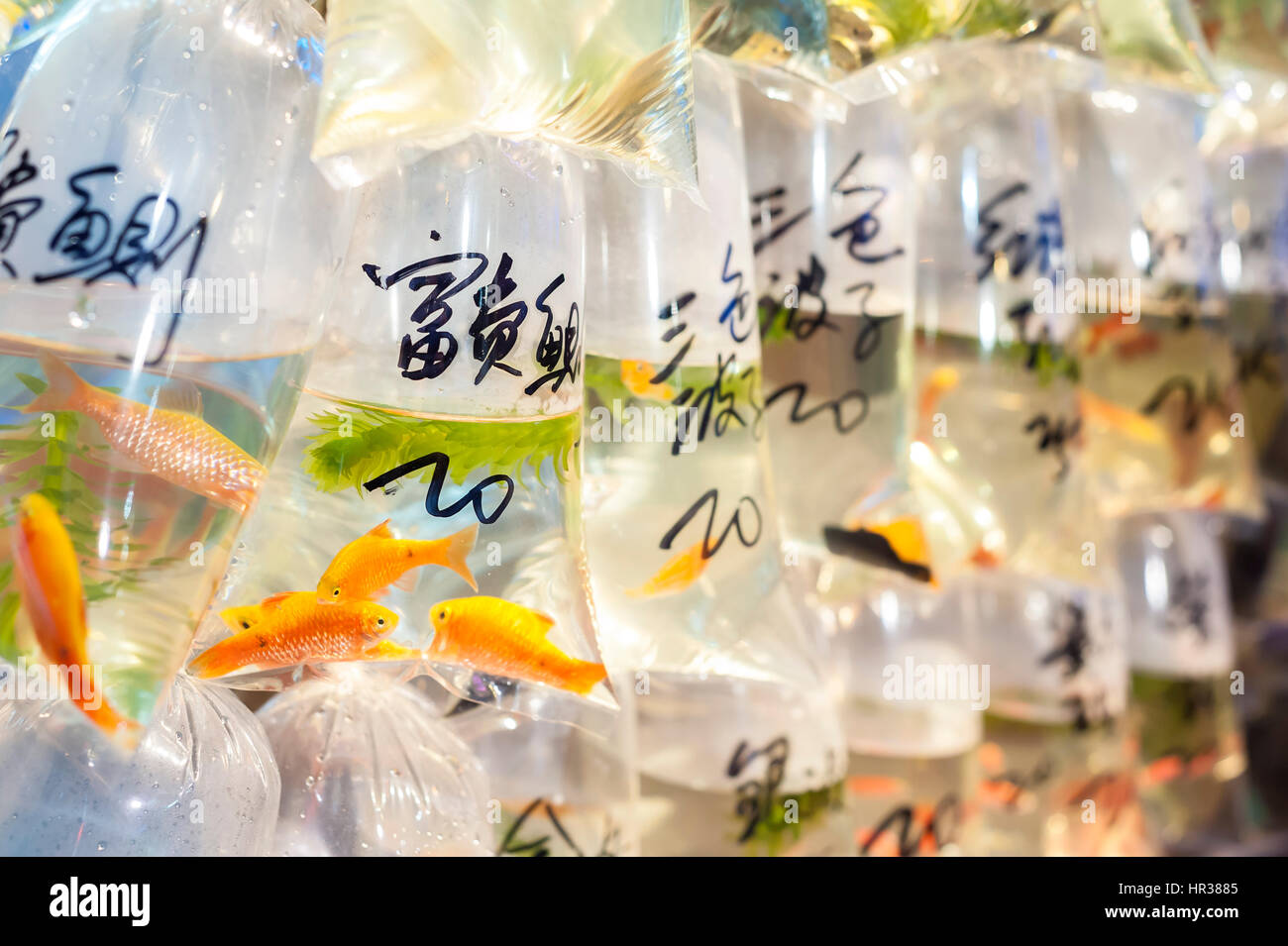 Pesce tropicale in vendita a Hong Kong di Tung Choi Street Goldfish Market, Mong Kok, hong kong Foto Stock