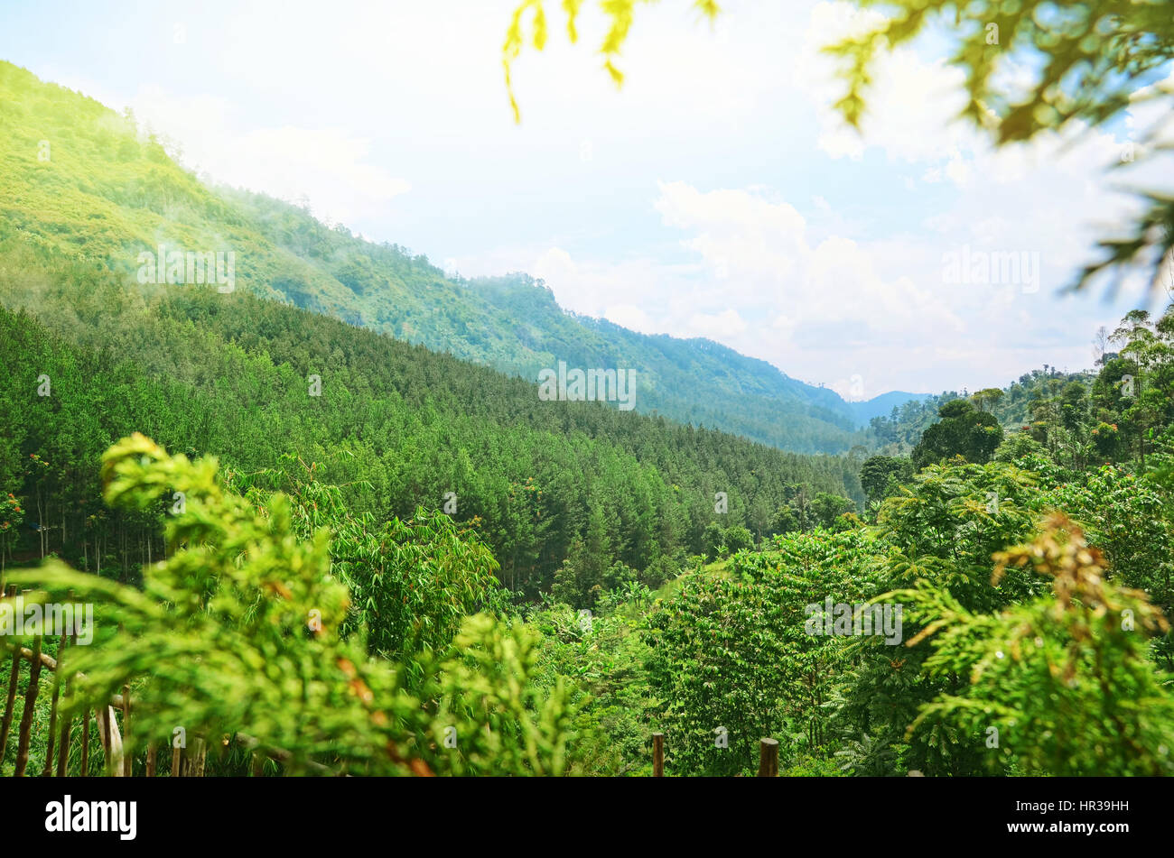 Collina coperta e lussureggiante foresta verde a Bandung, West Java Foto Stock