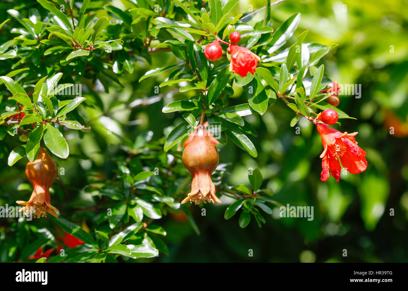 Fiore e frutto dell'albero, Melograno (Punica granatum), Giardino Botanico, Tübingen, Baden-Württemberg, Germania Foto Stock