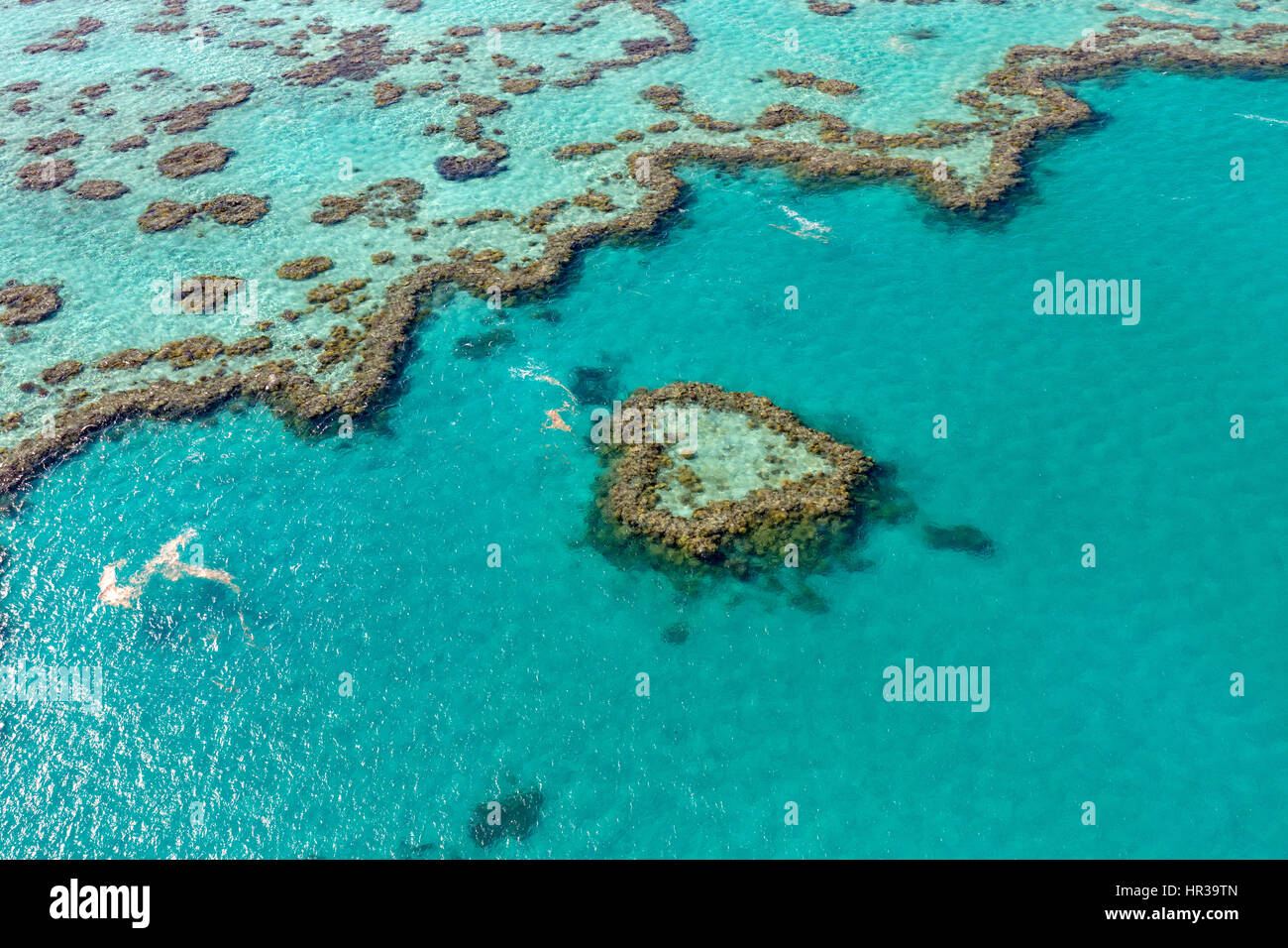 Coral Reef, cuore Reef, parte di Hardy Reef, la Grande Barriera Corallina, Queensland, Australia Foto Stock