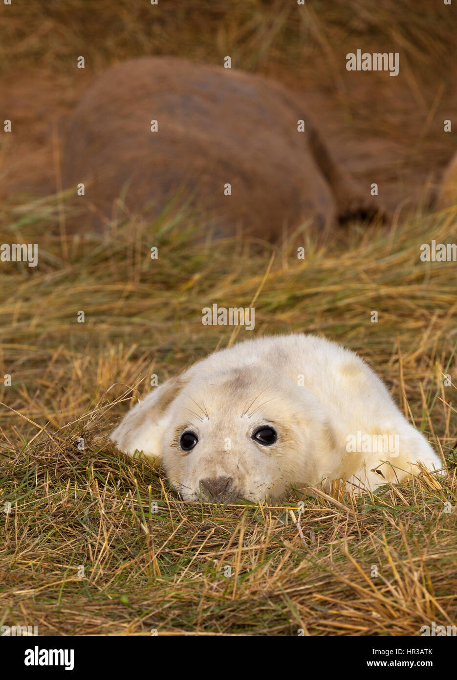 Il nuovo nato cucciolo di tenuta Foto Stock