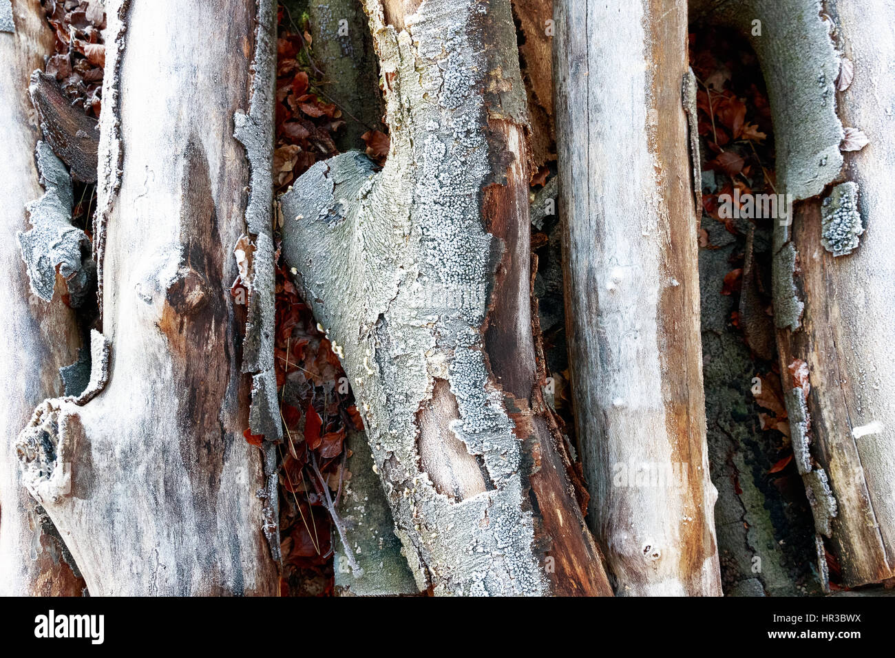 Frosty boschi in Richmond Park, Londra Foto Stock