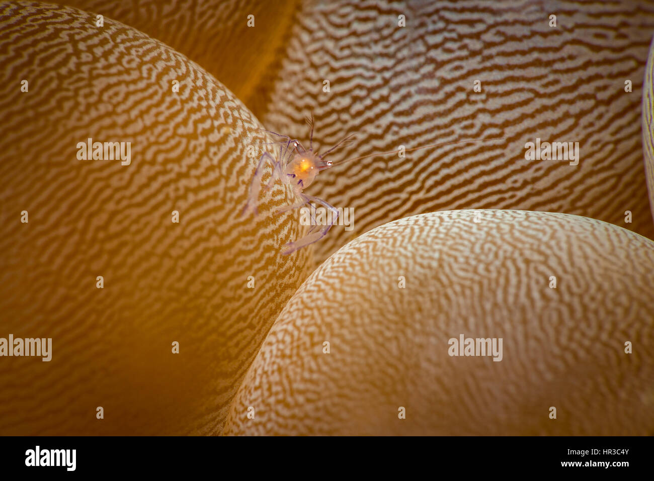 Bubble coral (Plerogyra sinuosa) con gamberetti commensali (Vir Philippinensis). Micro dettaglio. Malapascua, Filippine. Foto Stock