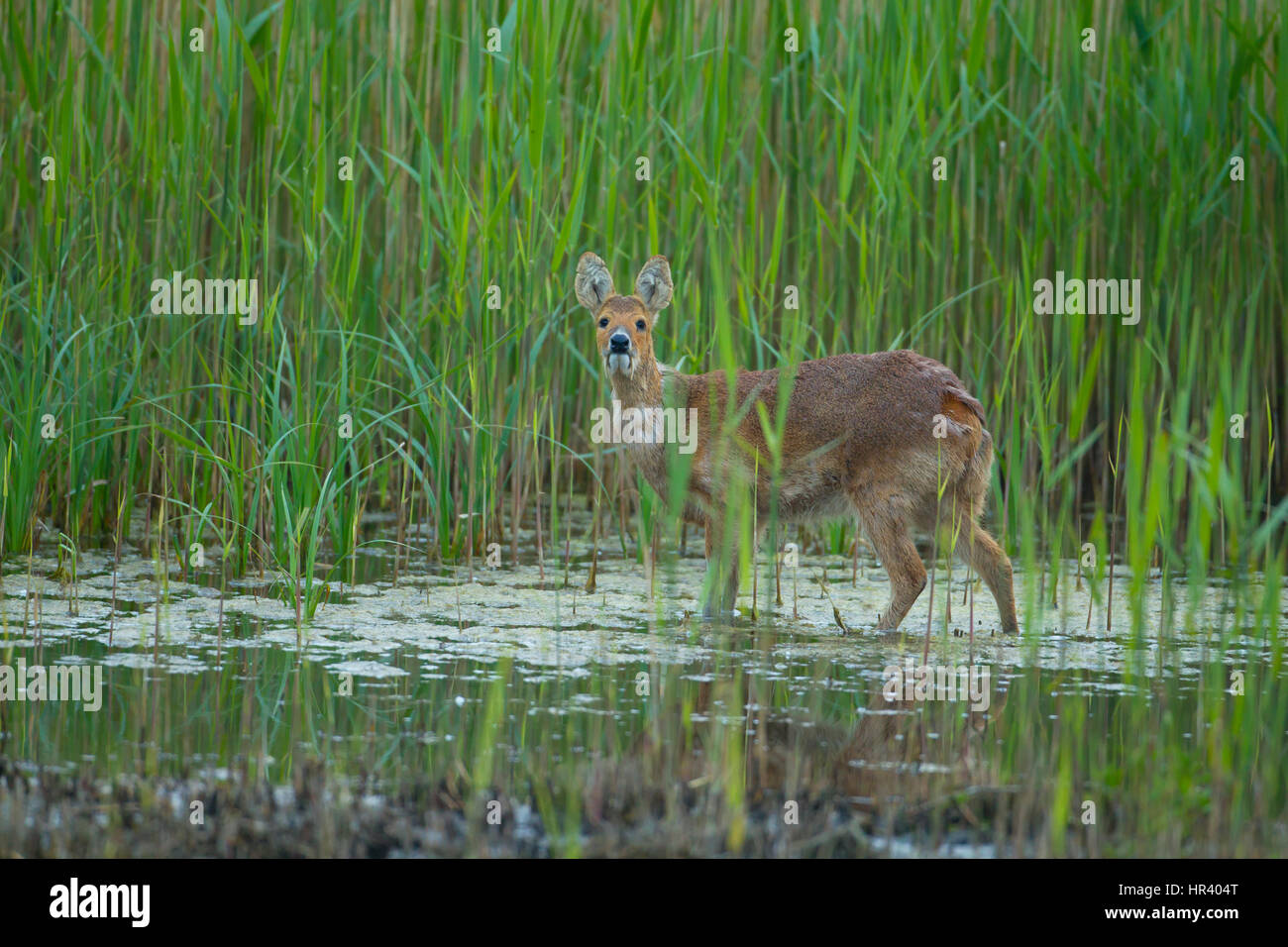 Acqua cinese deer Hydropotes inermis maschio adulto amoungst prateria, RSPB Strumpshaw fen, Norfolk, Regno Unito Foto Stock