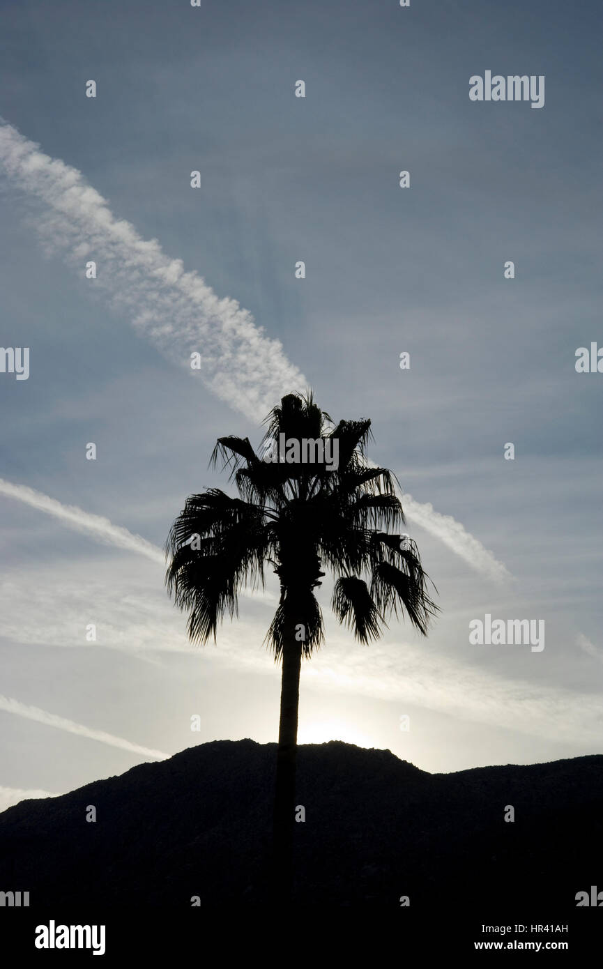 Palm tree e le montagne al tramonto in Palm Springs Foto Stock