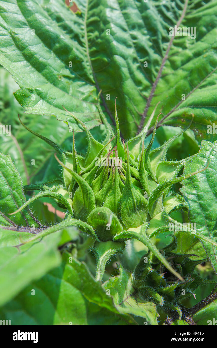 Germoglio di fiore di una pianta di girasole. Foto Stock