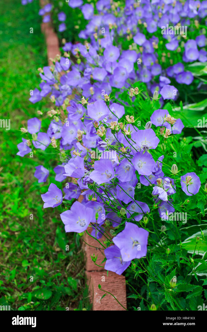 Campanula in crescita nel giardino estivo. Foto Stock