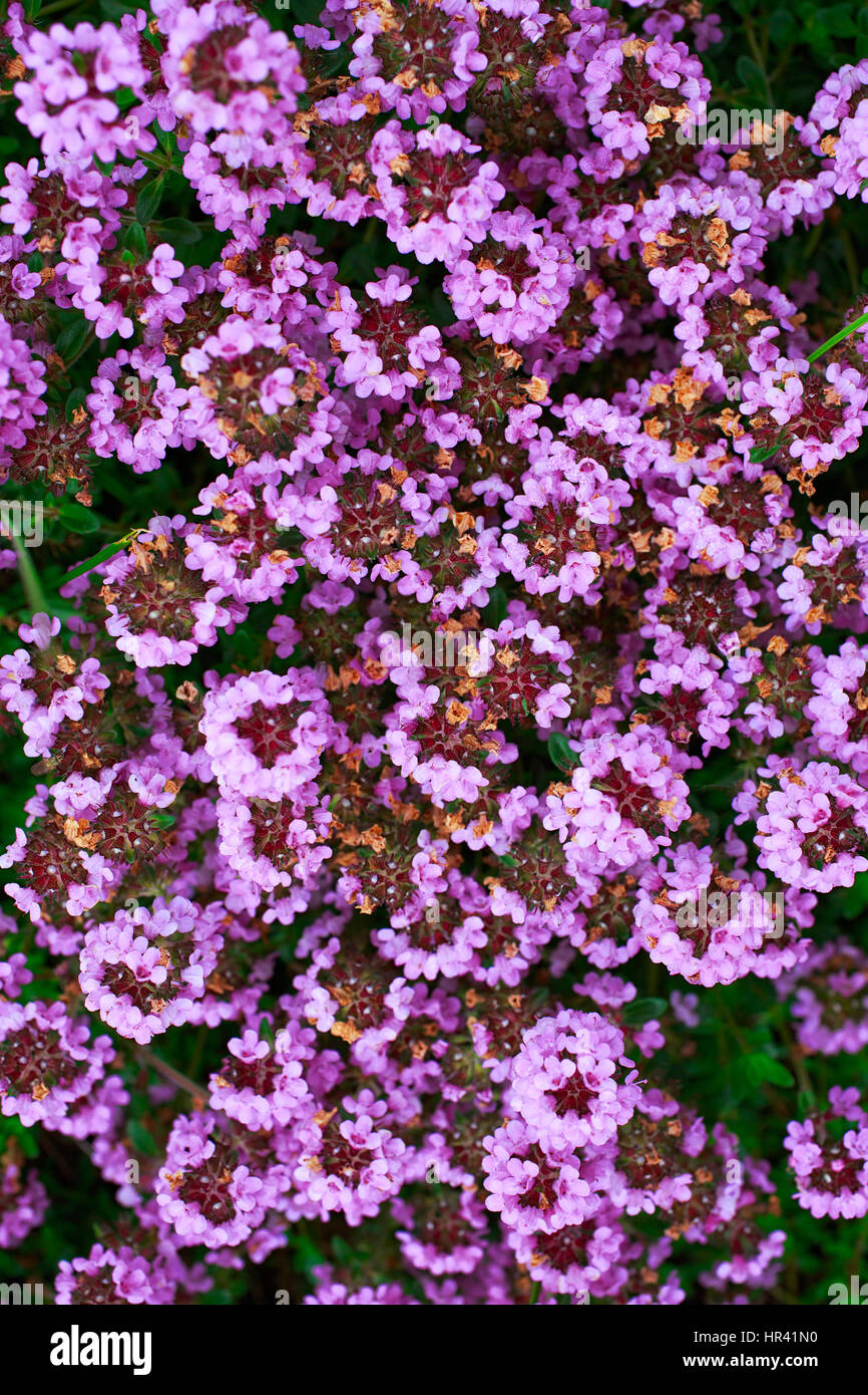 Comune o di timo serpillo giardino, o di timo selvatico è un ben noto varietà di timo con fiori di colore rosa. Nome botanico è Thymus vulgaris Foto Stock