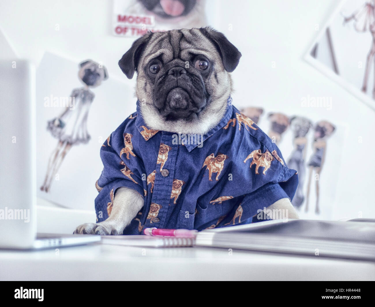 Pug al lavoro Foto Stock