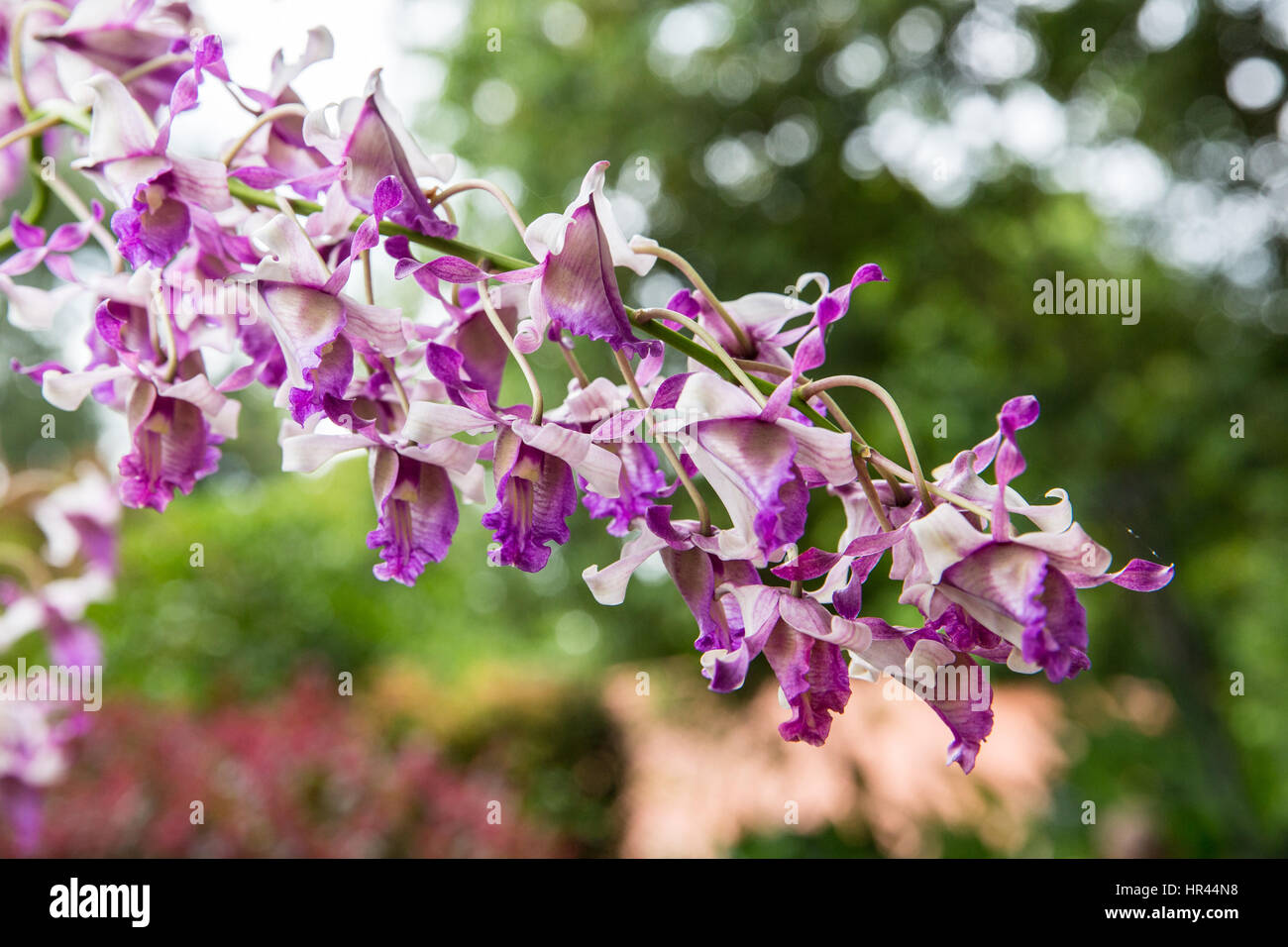 Orchid Dendrobium Angela Merkel, una croce ibrido di Dendrobium Susilo Bangbang Yudhoyono x Dendrobium taurinum. Foto Stock