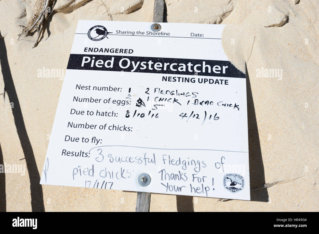 Segno che mostra i risultati del nesting in pericolo di estinzione Pied Oystercatchers (Haematopus longirostris) sulla spiaggia Conjola, Nuovo Galles del Sud, Australia Foto Stock