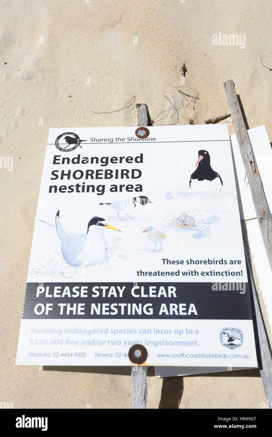 Segno di avvertimento minacciate di estinzione di uccelli costieri area di nidificazione sulla spiaggia Conjola, Shoalhaven, South Coast, Nuovo Galles del Sud, NSW, Australia Foto Stock