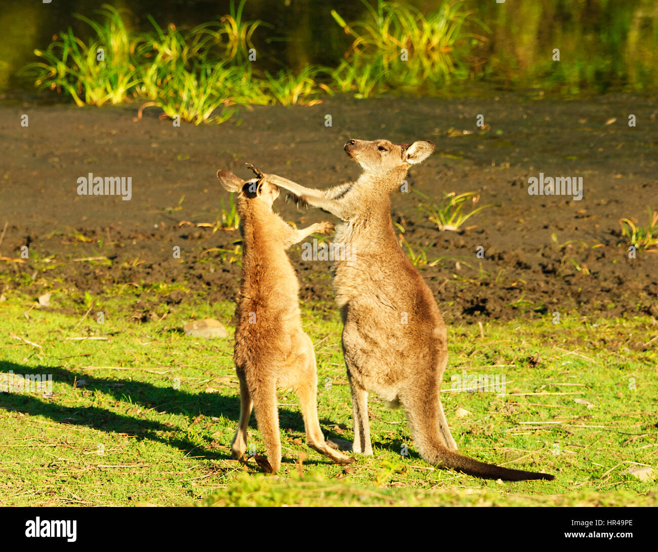 Due Red-colli (Wallaby Macropus rufogriseus) play-fighting, Punto di patate, Nuovo Galles del Sud, Australia Foto Stock