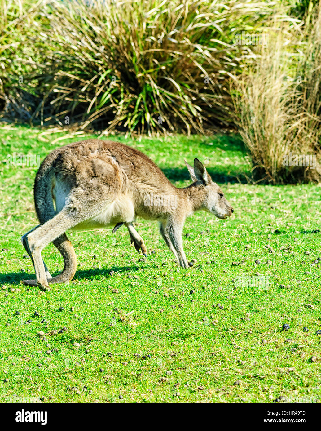 Orientale Canguro grigio (Macropus giganteus) con joey è la gamba bloccata al di fuori della sacca, Punto di patate, Nuovo Galles del Sud, Australia Foto Stock