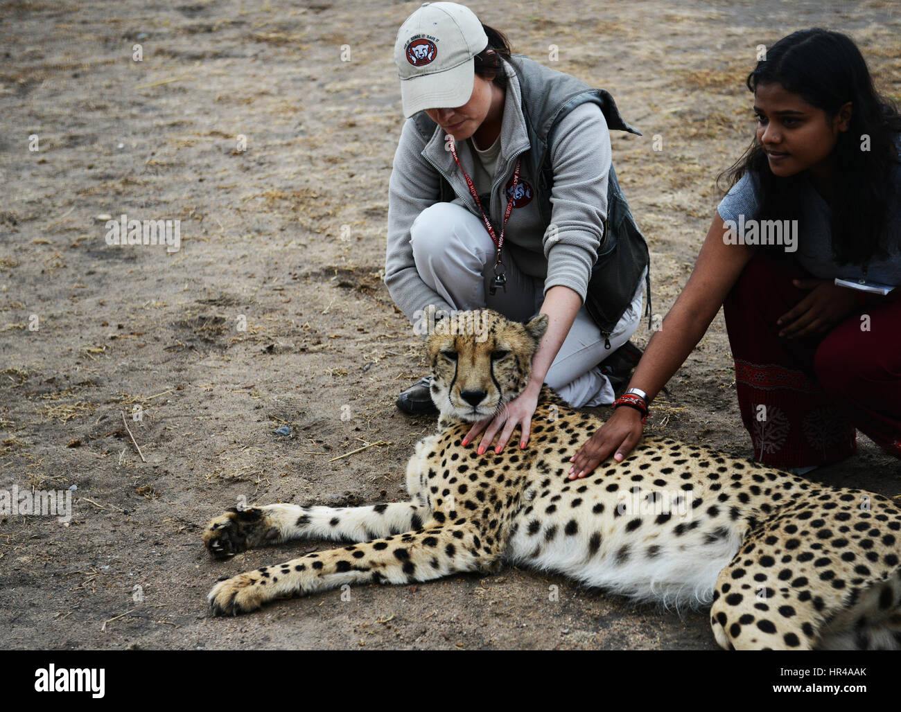 Come accarezzare un ghepardo nell'cheetah outreach centro vicino a cape town, Sud Africa. Foto Stock