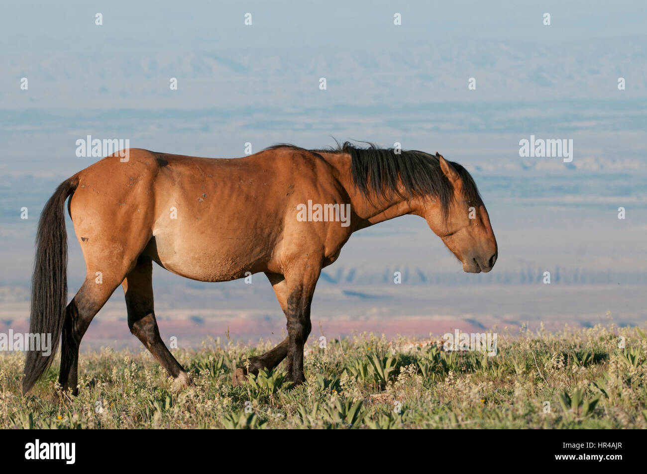 Mustang (Wild Horse) in Pryor Mountains, Montana USA Foto Stock