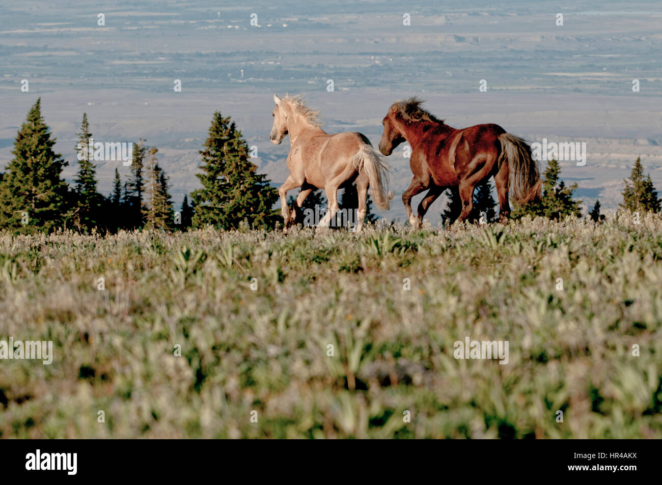 Cavalli selvaggi (mustangs) in esecuzione nelle montagne Pryor Wild Horse gamma centromeridionale in Montana. Foto Stock