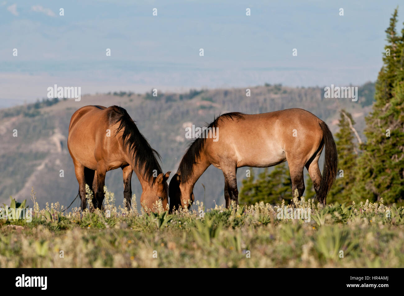 Pryor Mountain mustangs alimentare nel centro-sud della Montana Montana Foto Stock