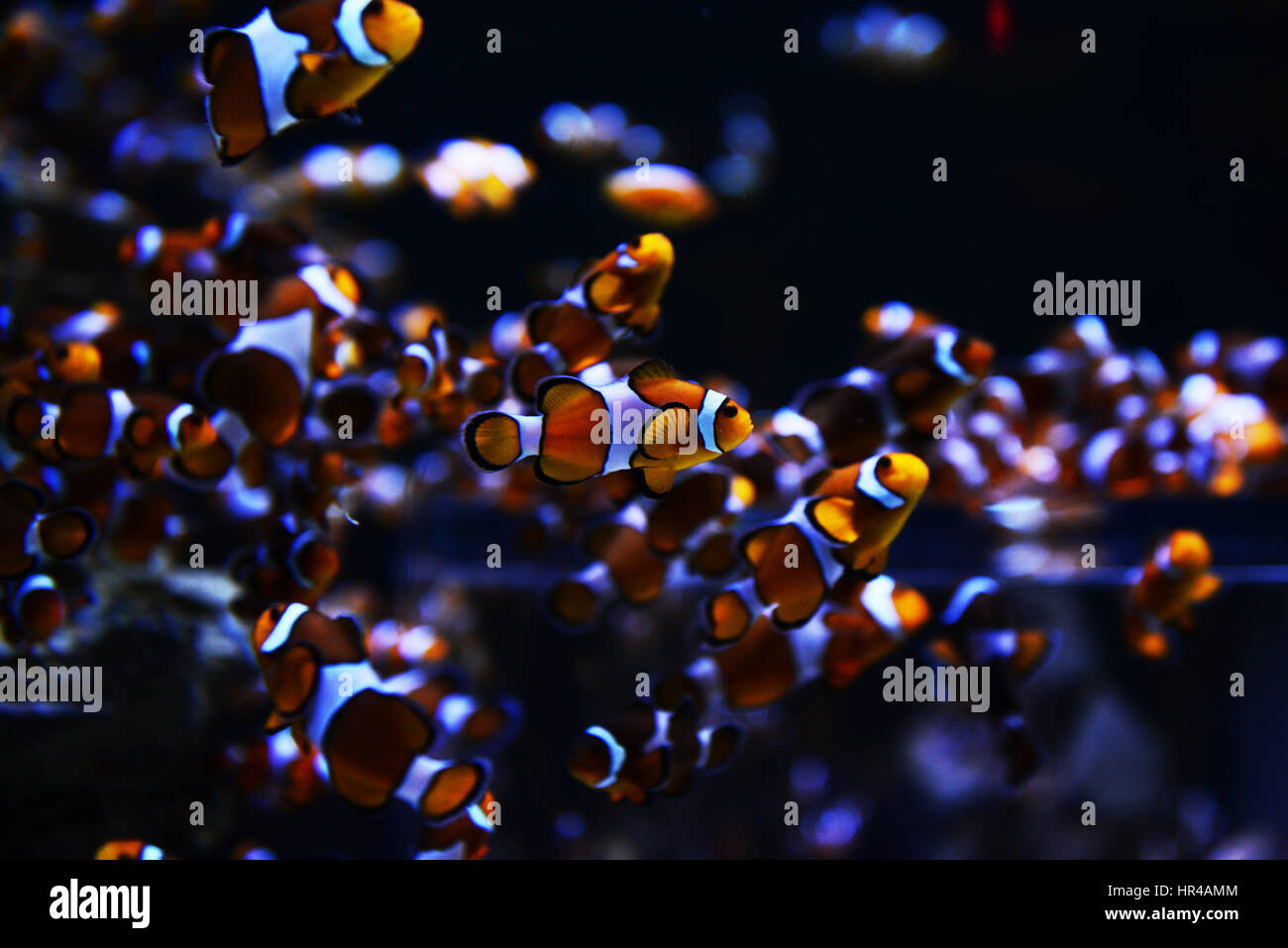 Colorato clownfish in Cape Town due Ocean acquario. Foto Stock