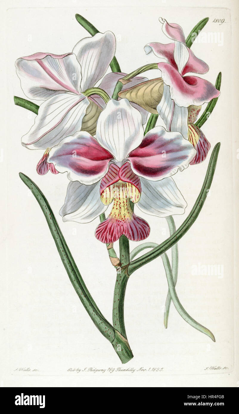 Papilionanthe teres (come Vanda teres) - Edwards vol 21 pl 1809 (1836) Foto Stock