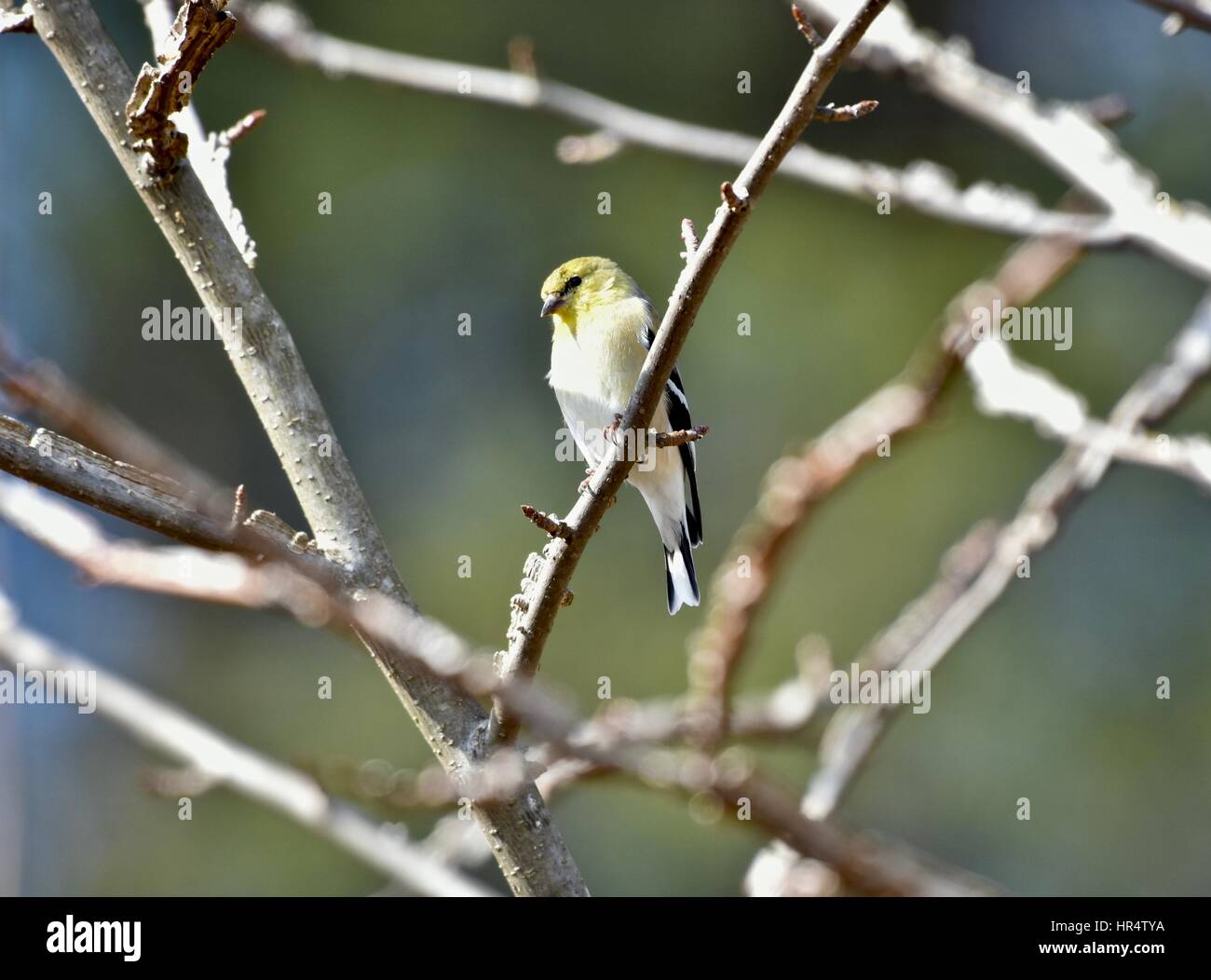 American Cardellino (Spinus tristis) arroccato in una struttura ad albero Foto Stock