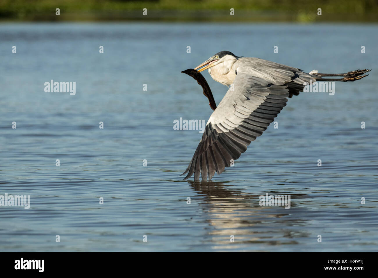 Airone Cocoi volare con un'anguilla di acqua dolce nella sua bocca nel Pantanal la regione del Brasile, Sud America Foto Stock