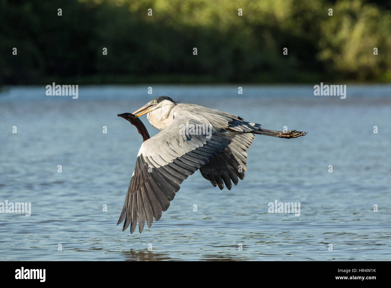 Airone Cocoi volare con un'anguilla di acqua dolce nella sua bocca, nel Pantanal la regione del Brasile, Sud America Foto Stock