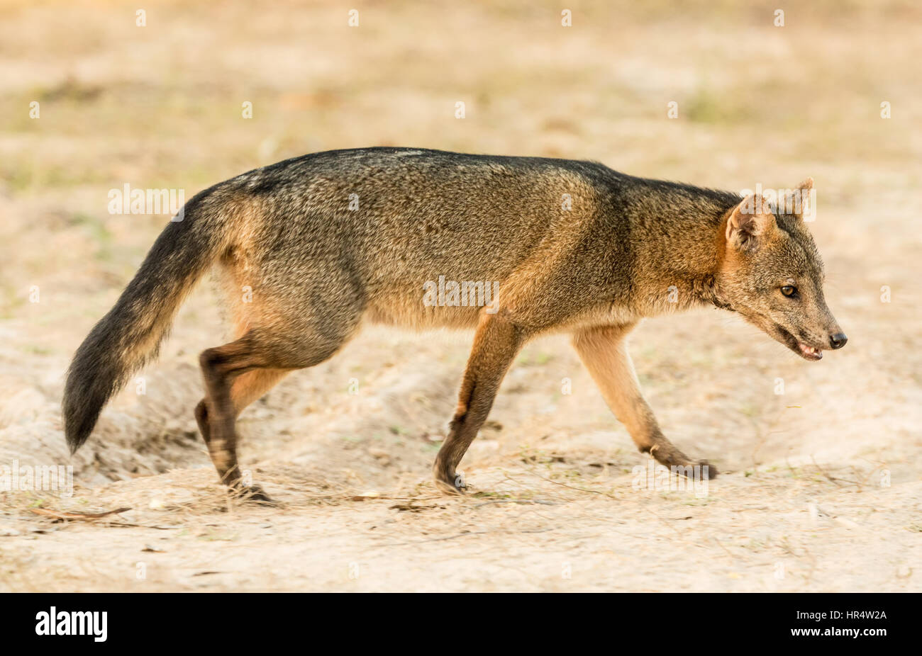 Crab-eating Fox all alba del Pantanal Regione del Brasile, Mato Grosso del sud America. Il crab-eating fox cerca i granchi su terreni fangosi terreni alluvionali Foto Stock