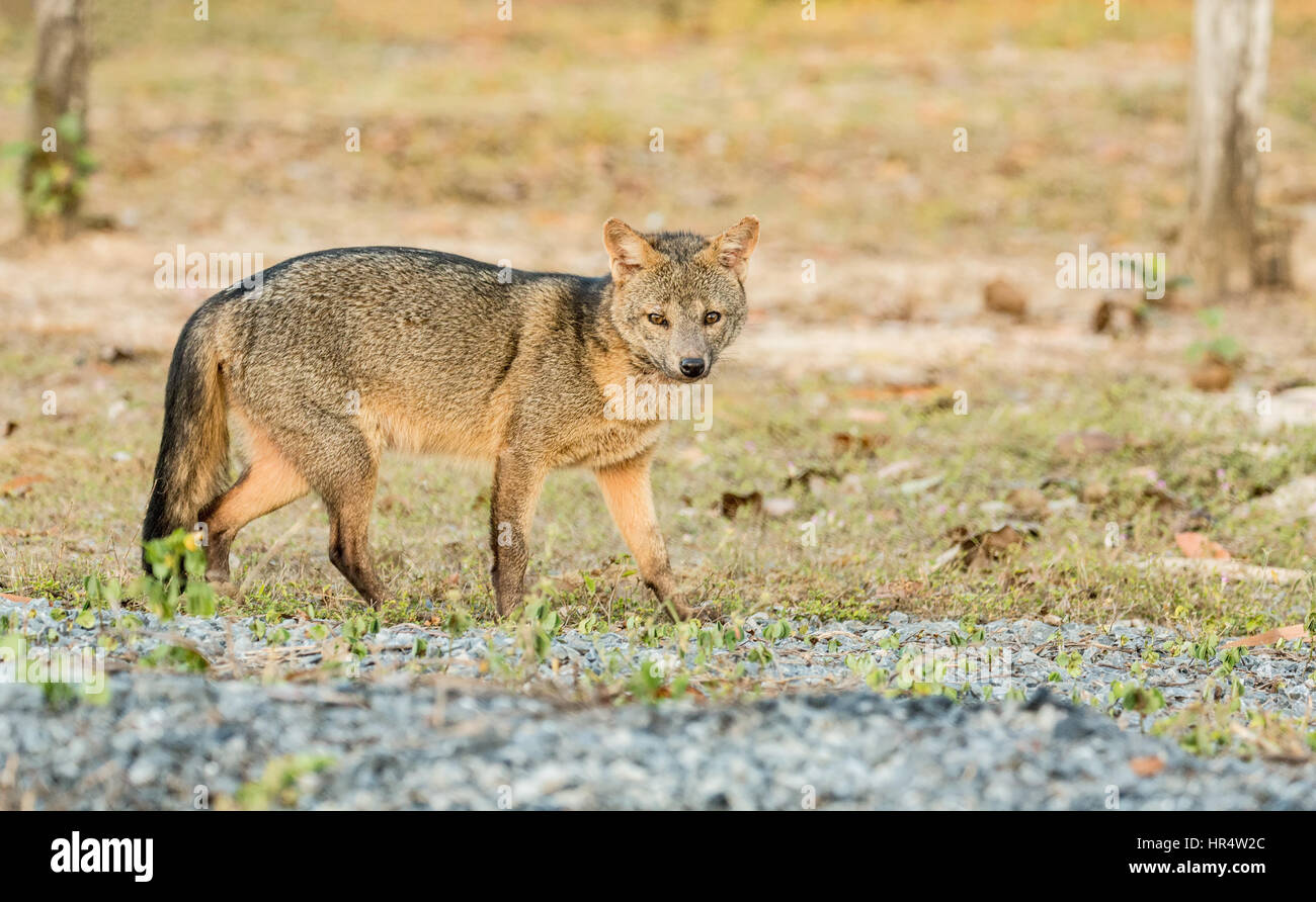 Crab-eating Fox all alba del Pantanal Regione del Brasile, Mato Grosso del sud America. Il crab-eating fox cerca i granchi su terreni fangosi terreni alluvionali Foto Stock