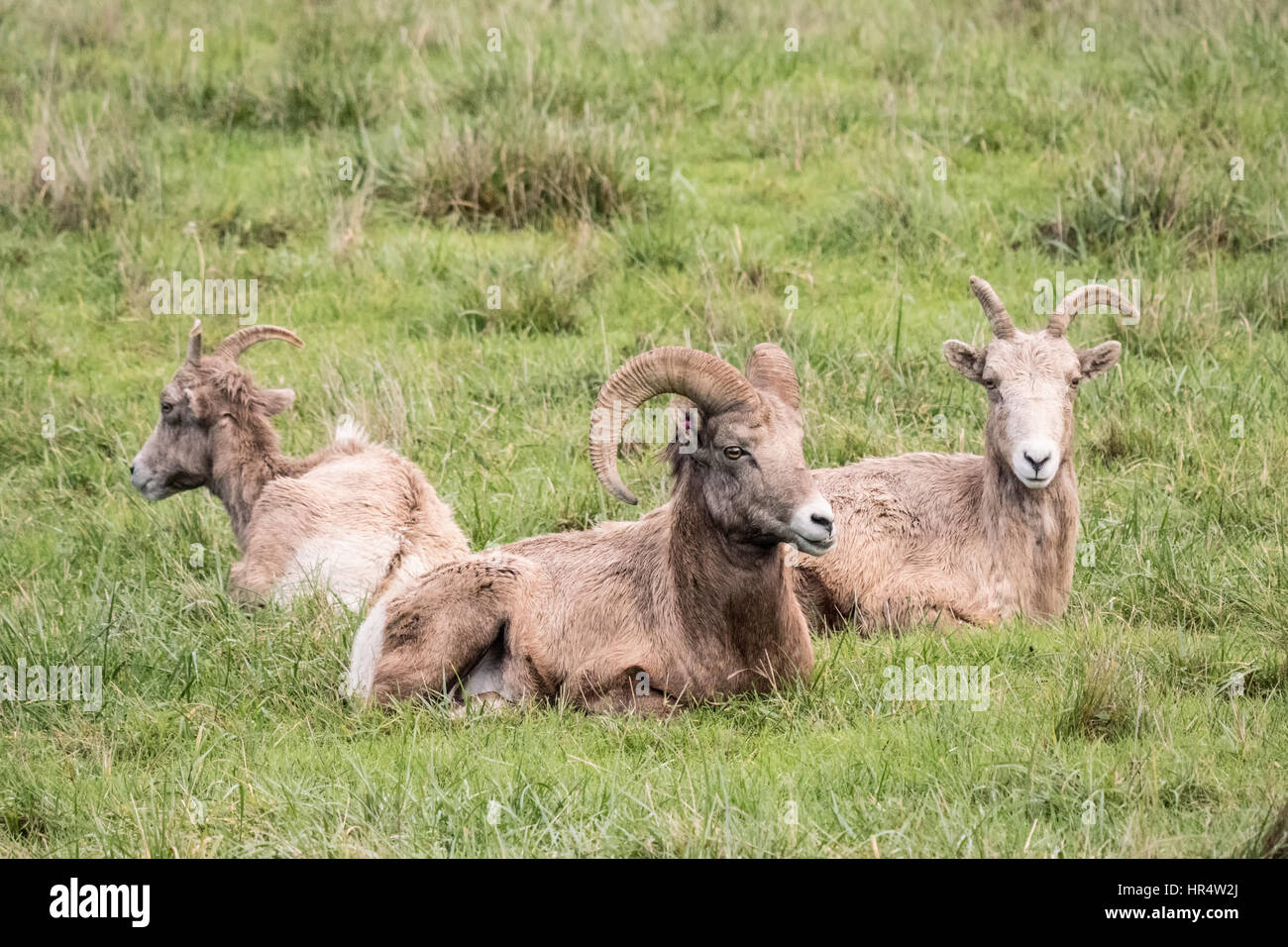 Un maschio e due femmine Bighorn in appoggio a Northwest Trek Wildlife Park nei pressi di Eatonville, Washington, Stati Uniti d'America Foto Stock