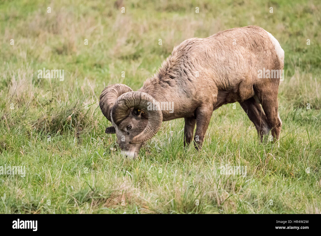 Voce maschile Bighorn (RAM) pascolo a Northwest Trek Wildlife Park nei pressi di Eatonville, Washington, Stati Uniti d'America Foto Stock